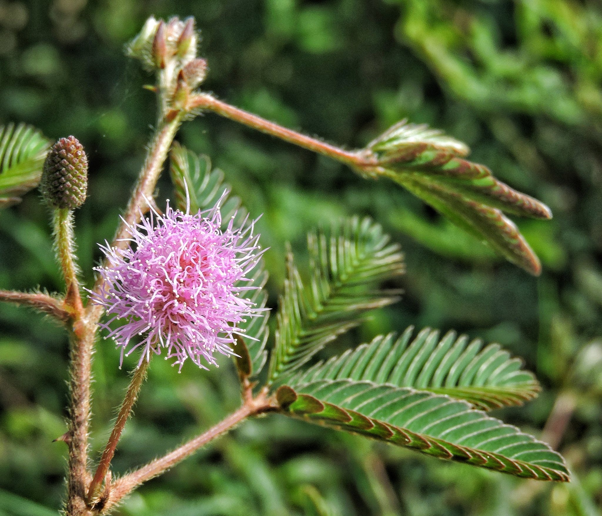 Mimosa pudica